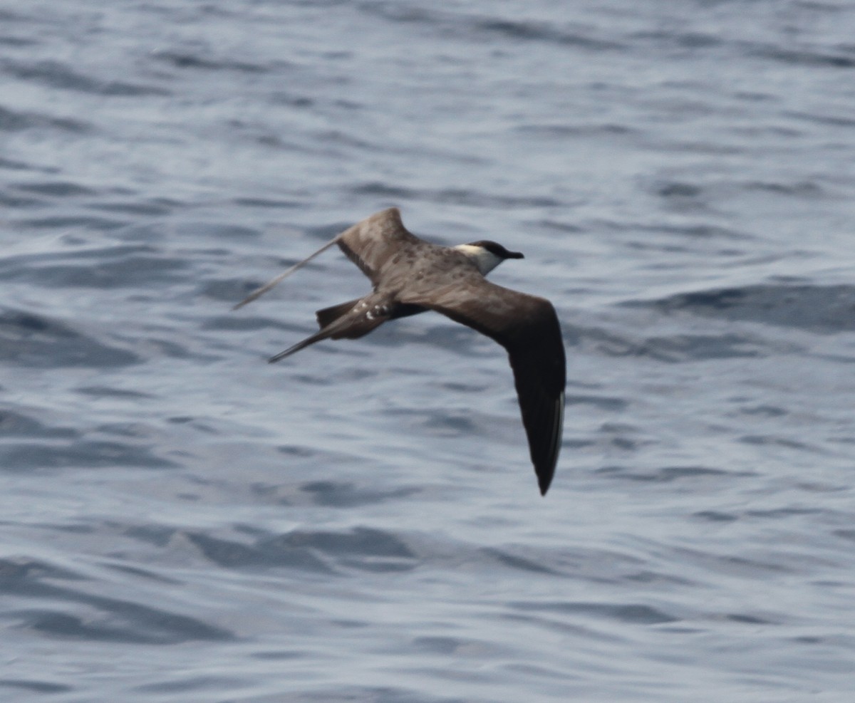 Long-tailed Jaeger - ML52874901
