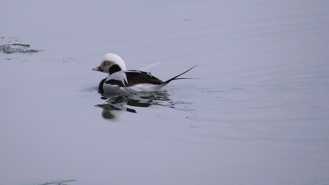 Long-tailed Duck - ML528752591