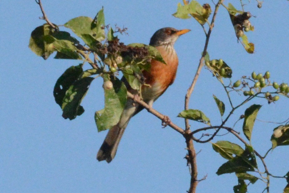 Rufous-backed Robin - Cathy Pasterczyk