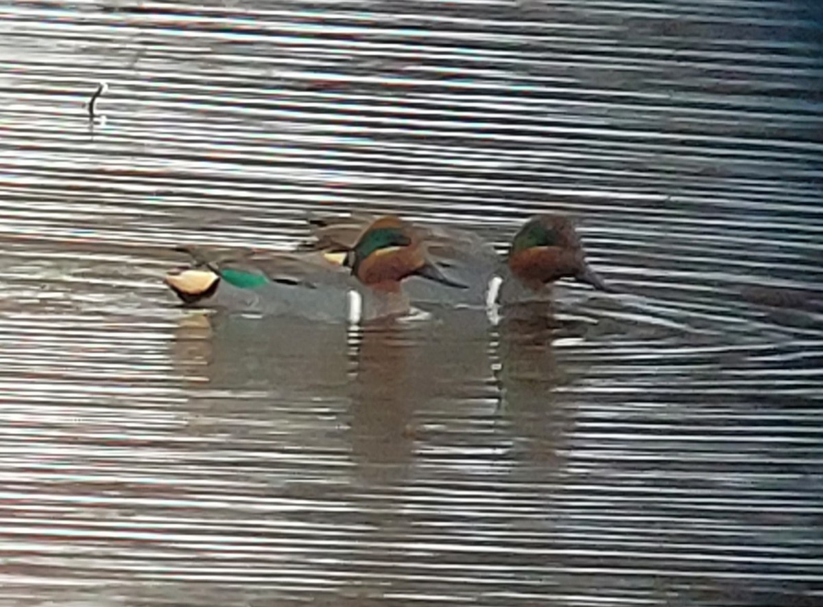 Green-winged Teal - ML528756531