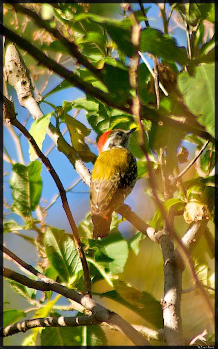 Abyssinian Woodpecker - ML528758541