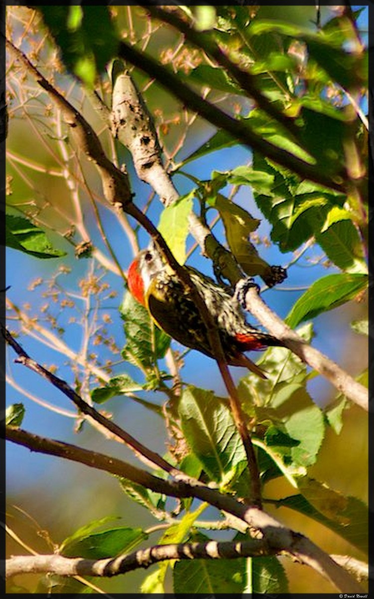 Abyssinian Woodpecker - ML528758551