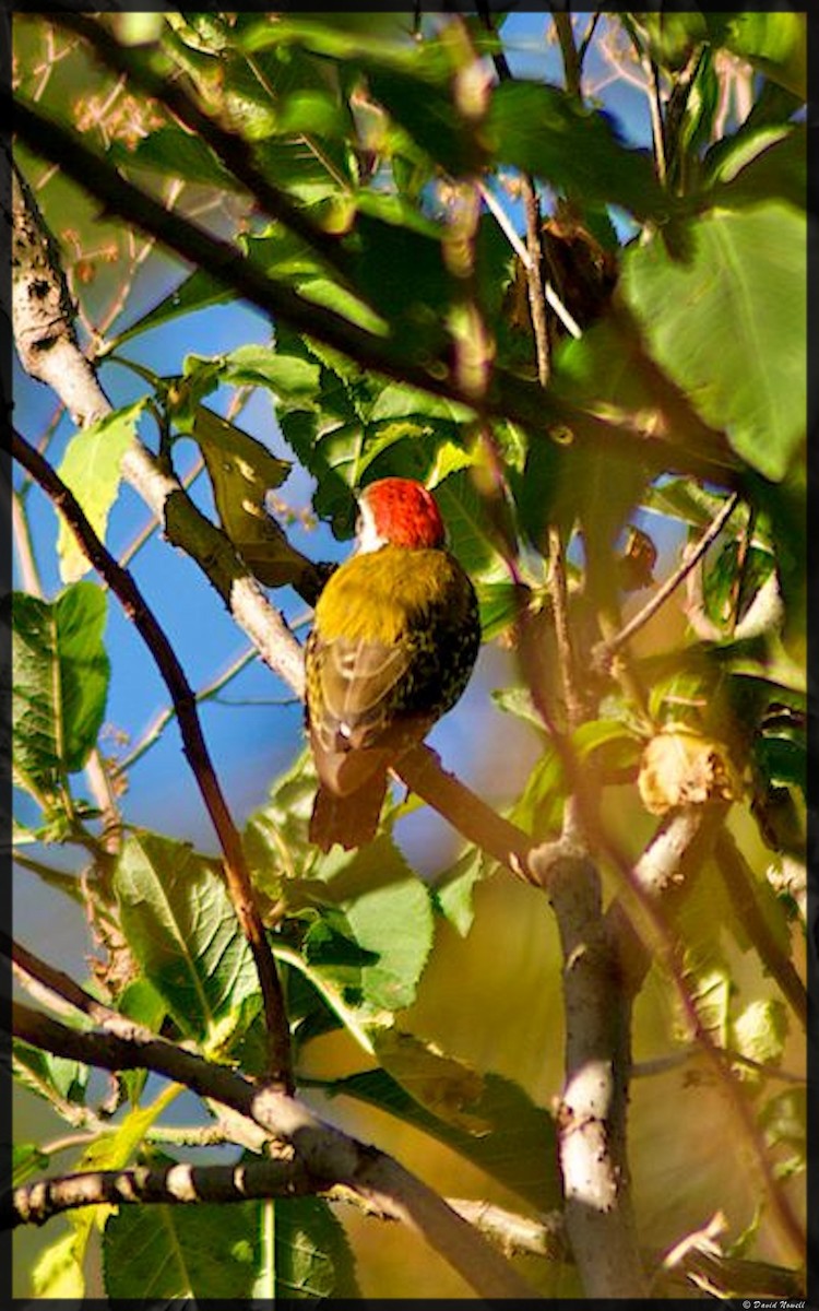 Abyssinian Woodpecker - ML528758561
