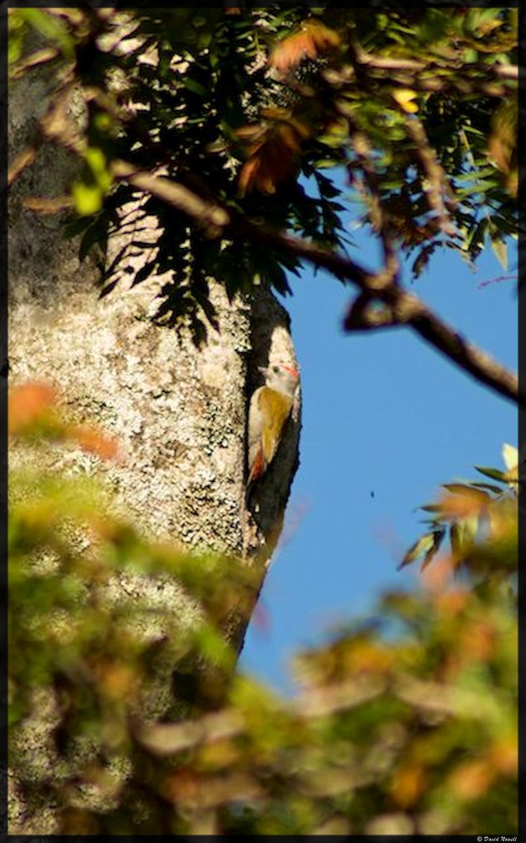 African Gray Woodpecker - ML528764331