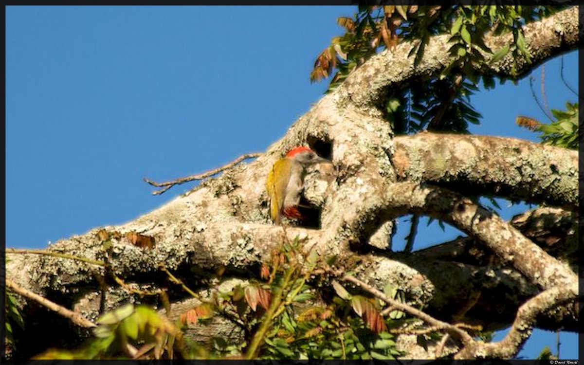 African Gray Woodpecker - ML528764341