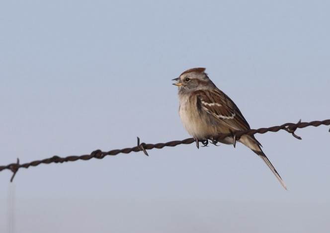 American Tree Sparrow - Tony Leukering