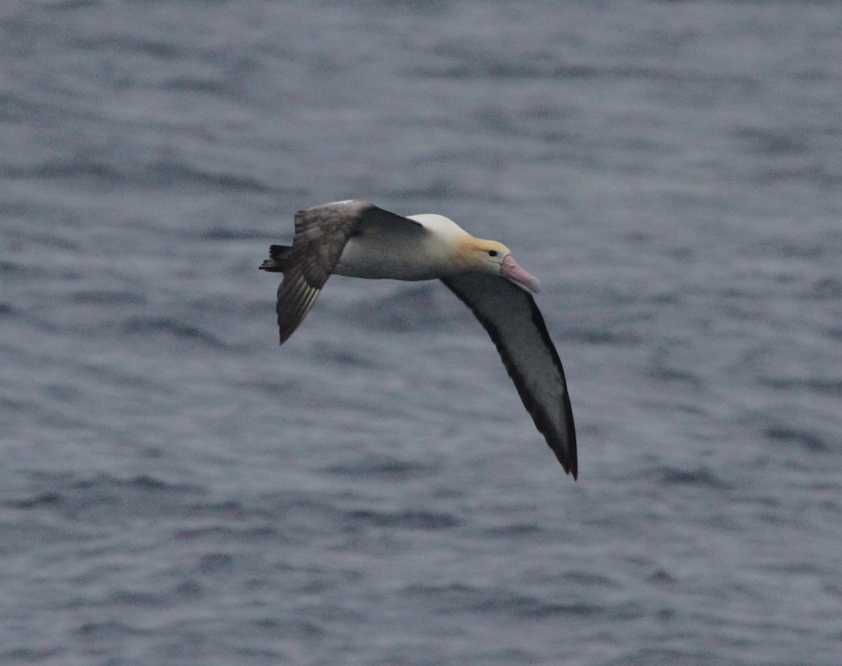 Albatros à queue courte - ML52876451