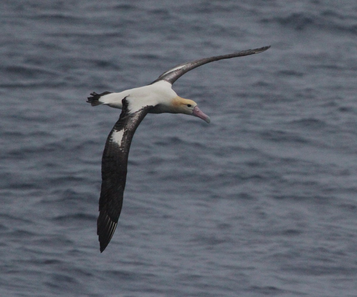 Short-tailed Albatross - ML52876461
