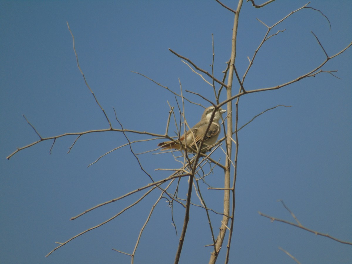 Red-tailed Shrike - ML528766451