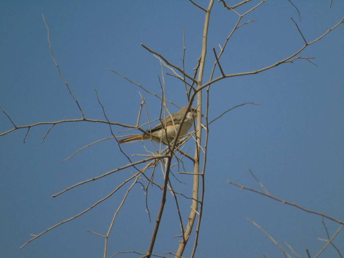 Red-tailed Shrike - ML528766471