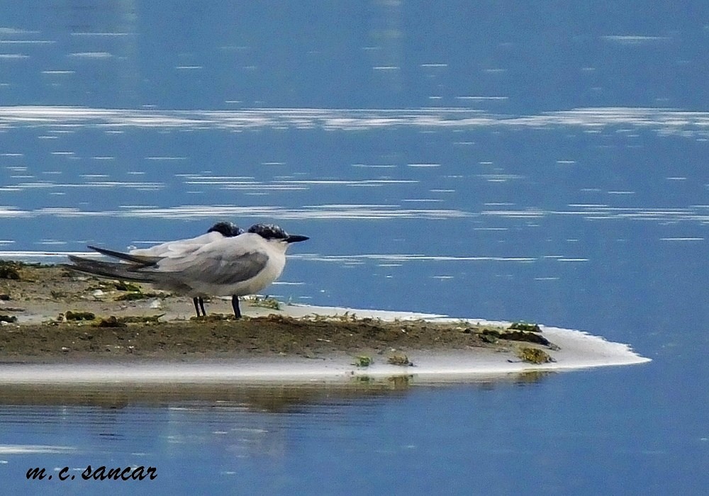Gull-billed Tern - Mustafa Coşkun  Sancar