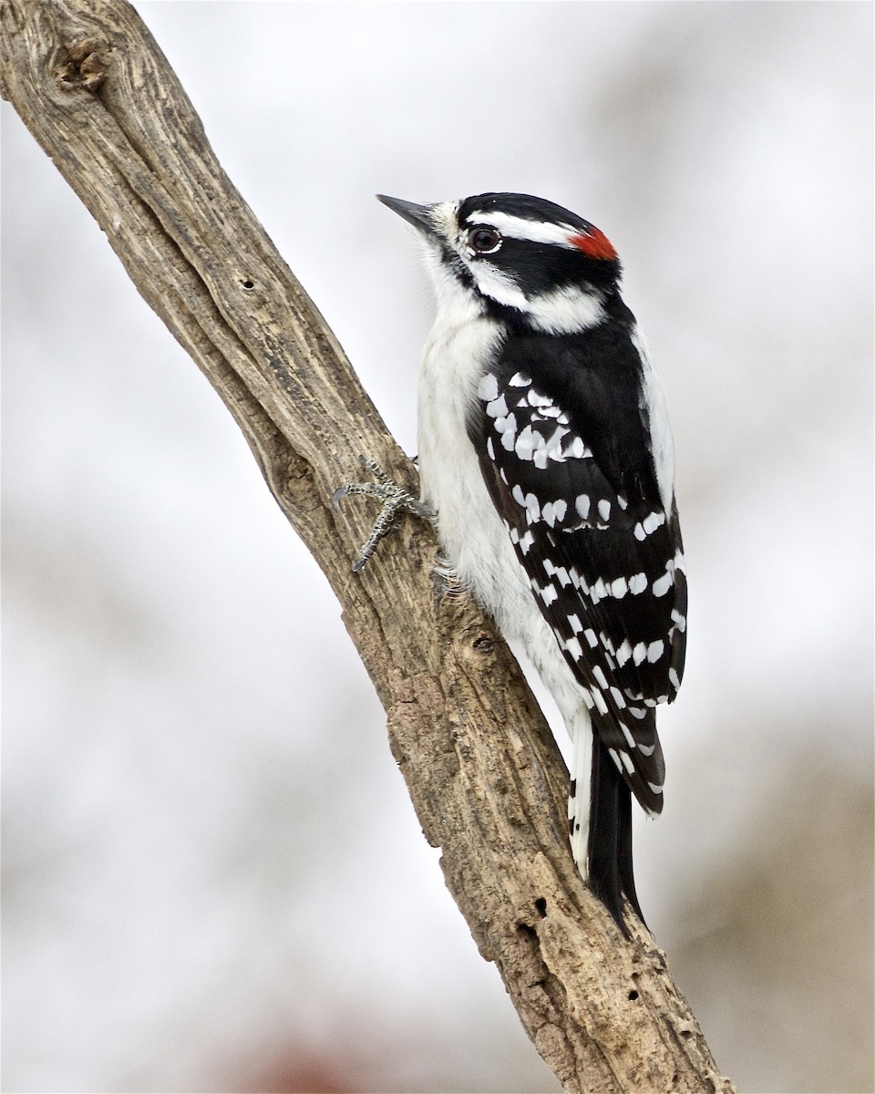 Downy Woodpecker - ML528767501