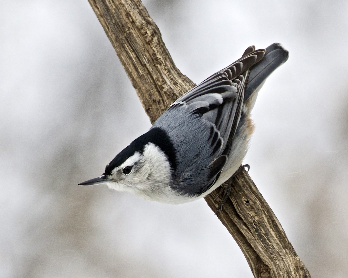 White-breasted Nuthatch - ML528767671