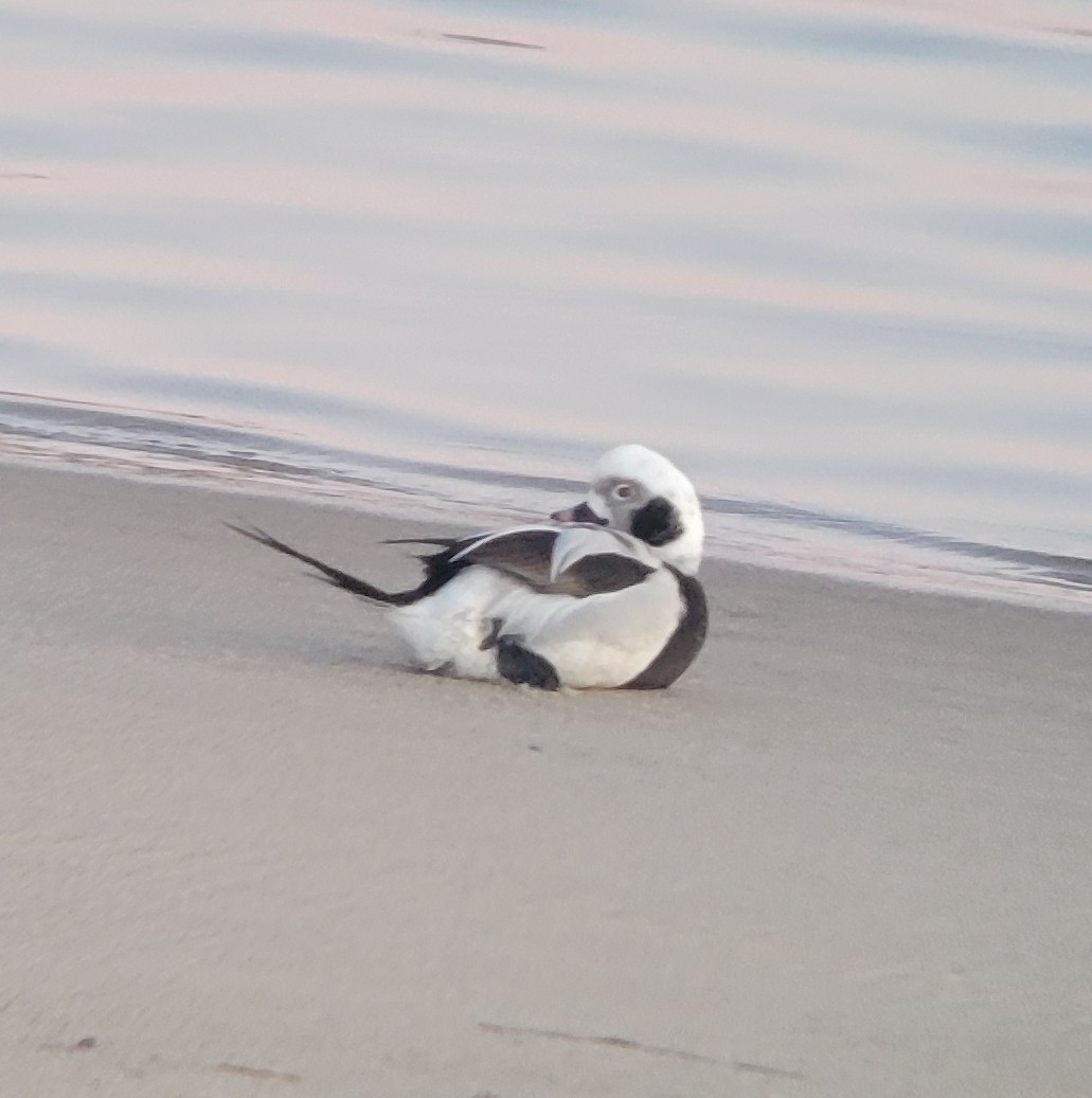 Long-tailed Duck - ML528769281