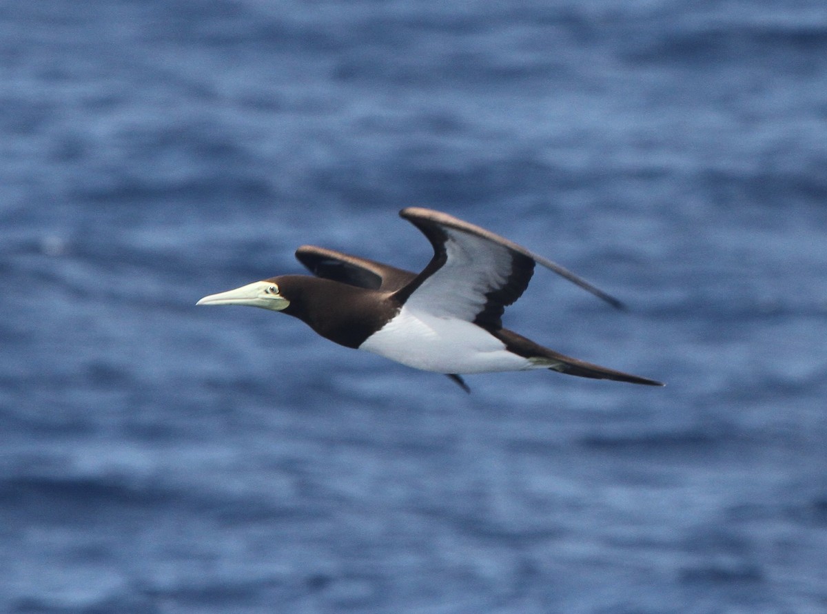Brown Booby - ML52877171