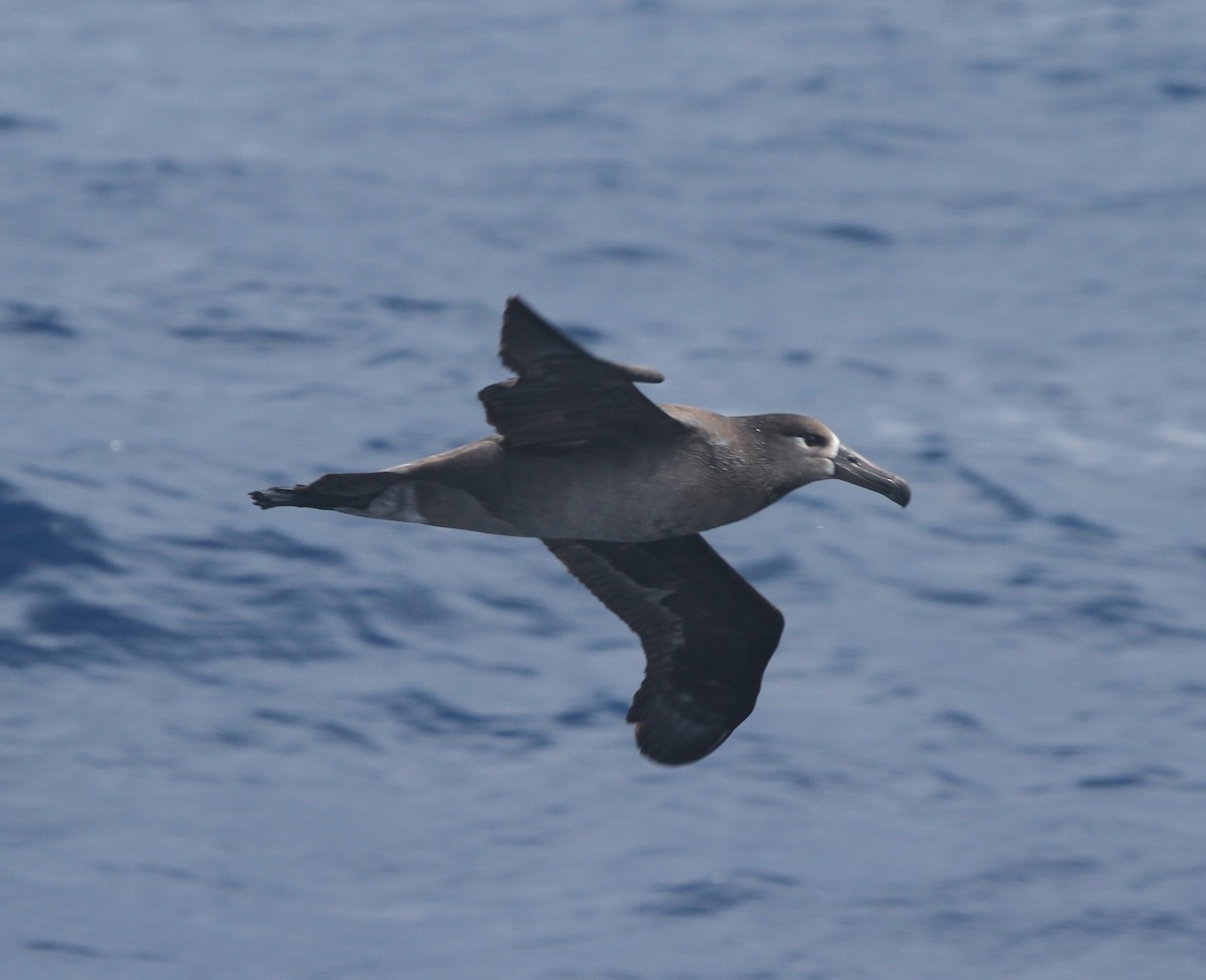 Albatros à pieds noirs - ML52877391