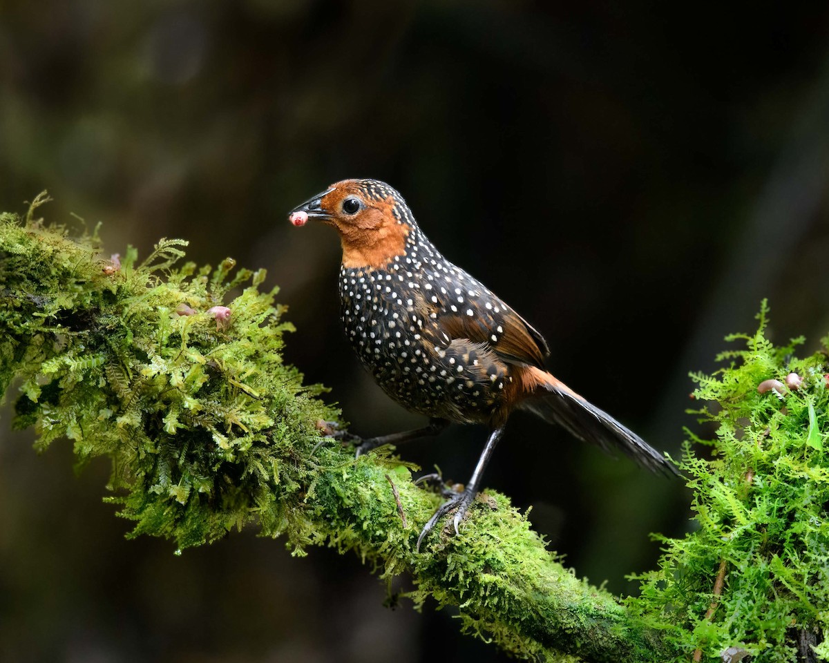 Ocellated Tapaculo - Anthony Kaduck
