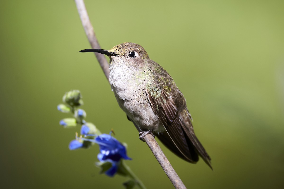 Spot-throated Hummingbird - ML528775131