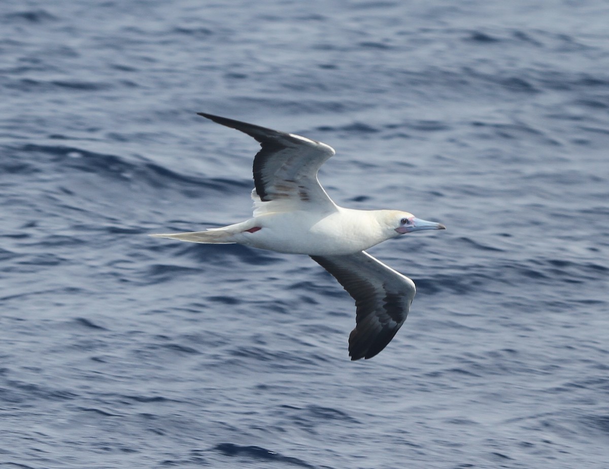 Red-footed Booby - ML52877601