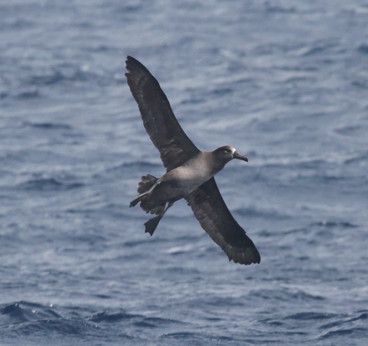 albatros černonohý - ML52877711
