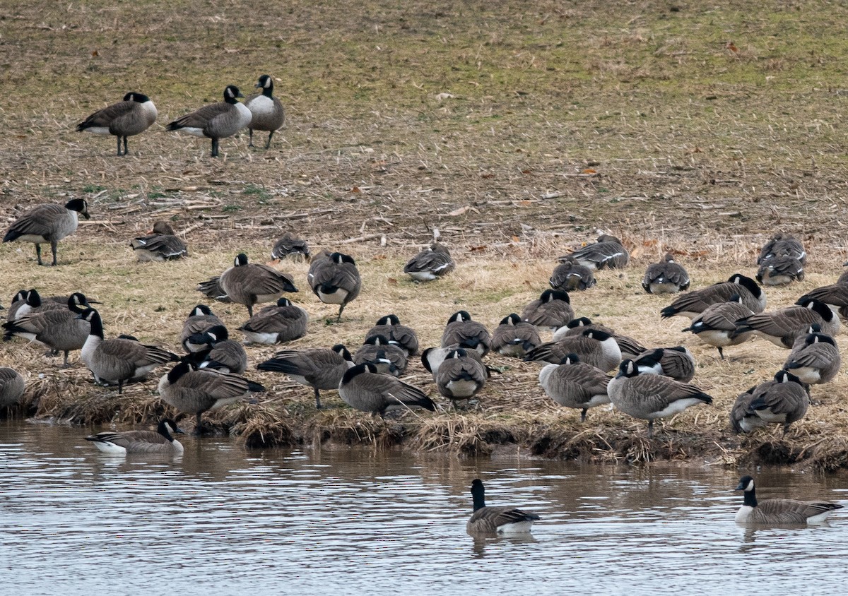 Greater White-fronted Goose (Western) - ML528777551
