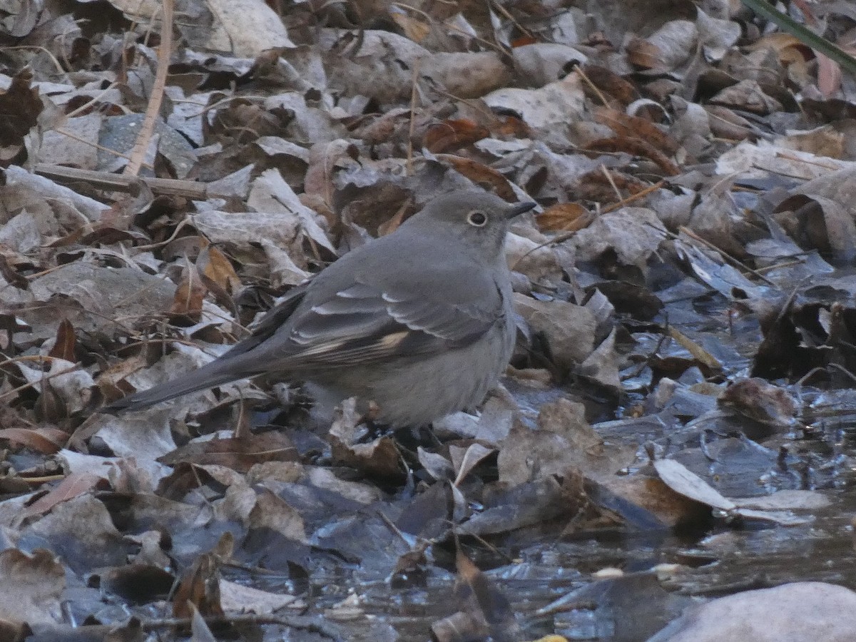 Townsend's Solitaire - ML528778651