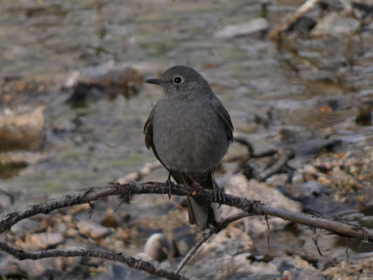 Townsend's Solitaire - ML528778671