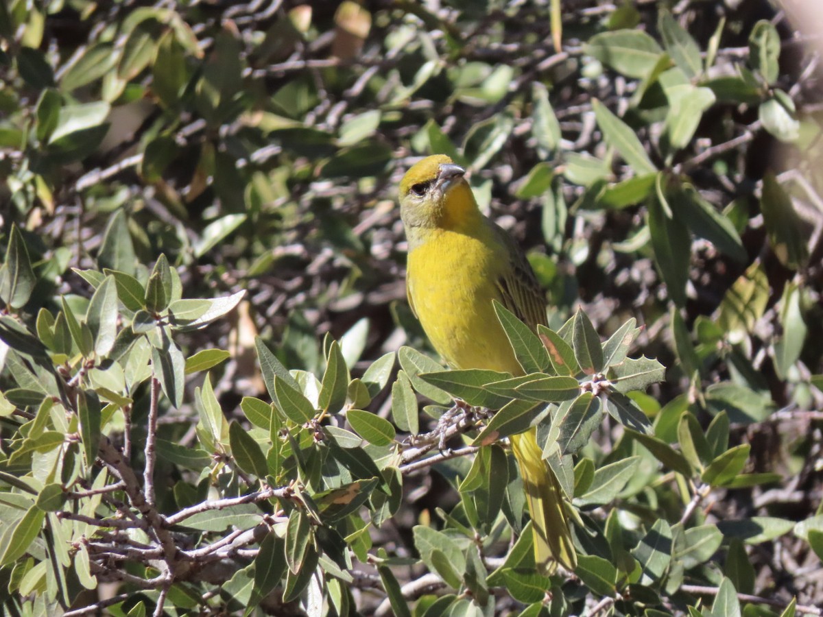 Hepatic Tanager - ML528780621
