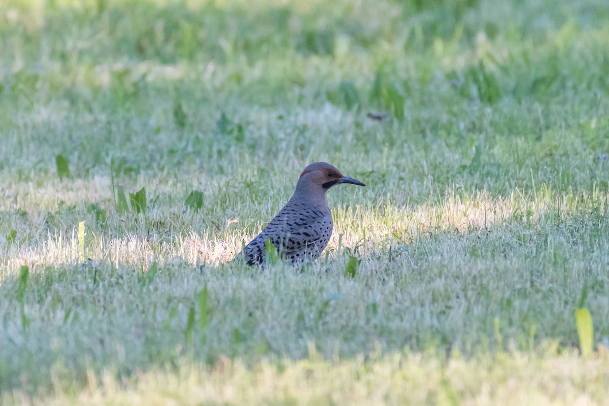 Northern Flicker (Yellow-shafted) - ML52878251