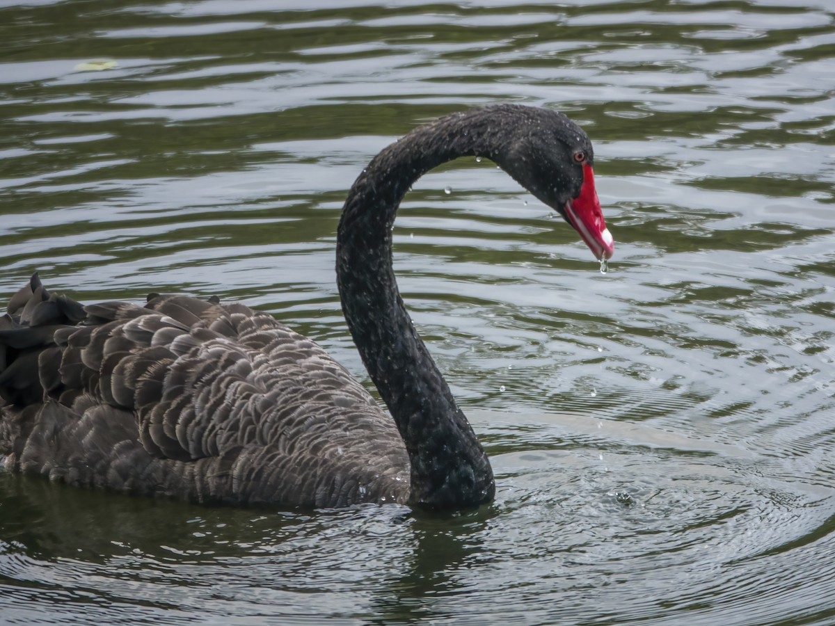 Black Swan - ML528791131