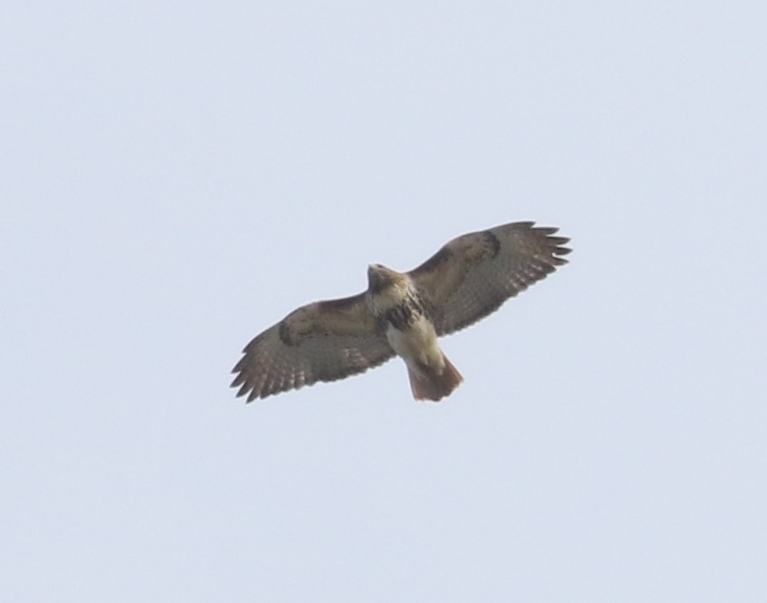 Red-tailed Hawk (abieticola) - ML528795181