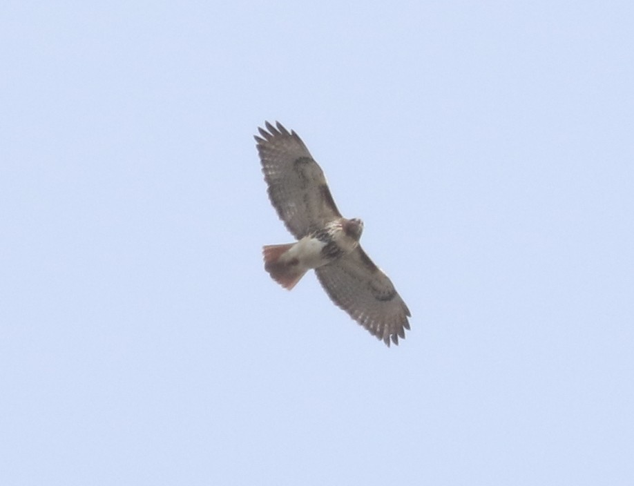 Red-tailed Hawk (abieticola) - ML528795201