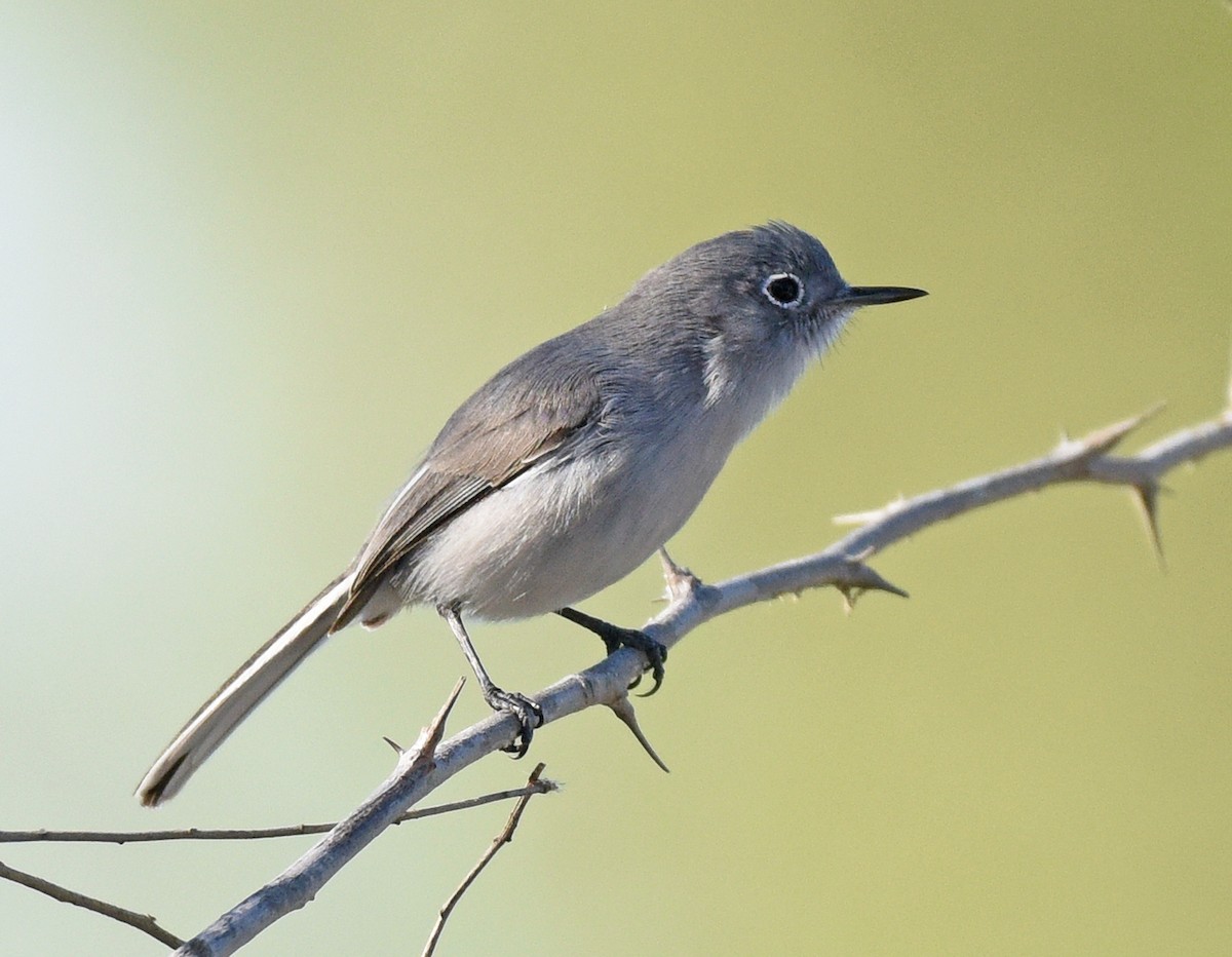 Blue-gray Gnatcatcher (obscura Group) - ML528797091