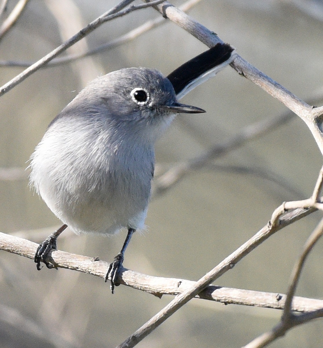 Blue-gray Gnatcatcher (obscura Group) - ML528797111