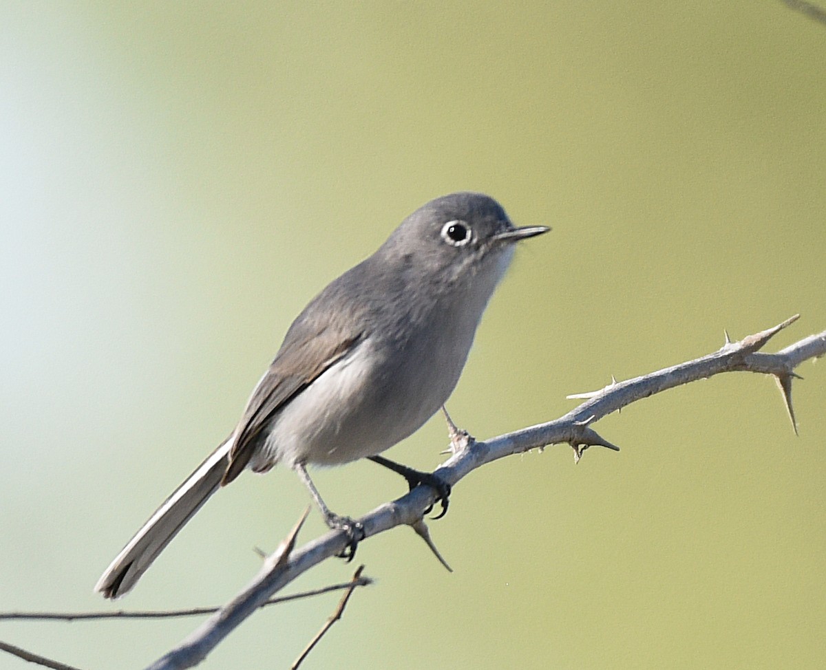 Blue-gray Gnatcatcher (obscura Group) - ML528797121