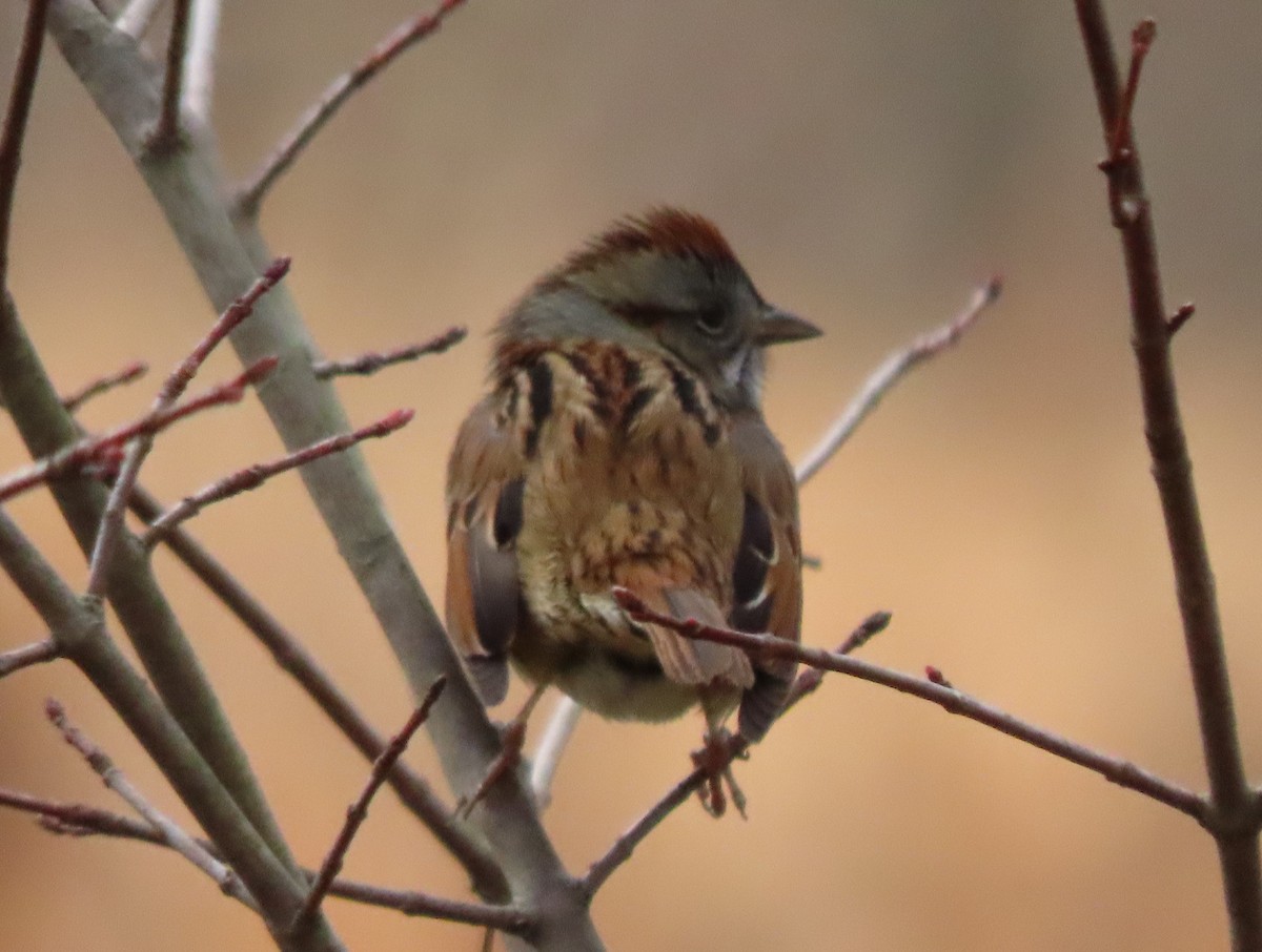 Swamp Sparrow - ML528797181