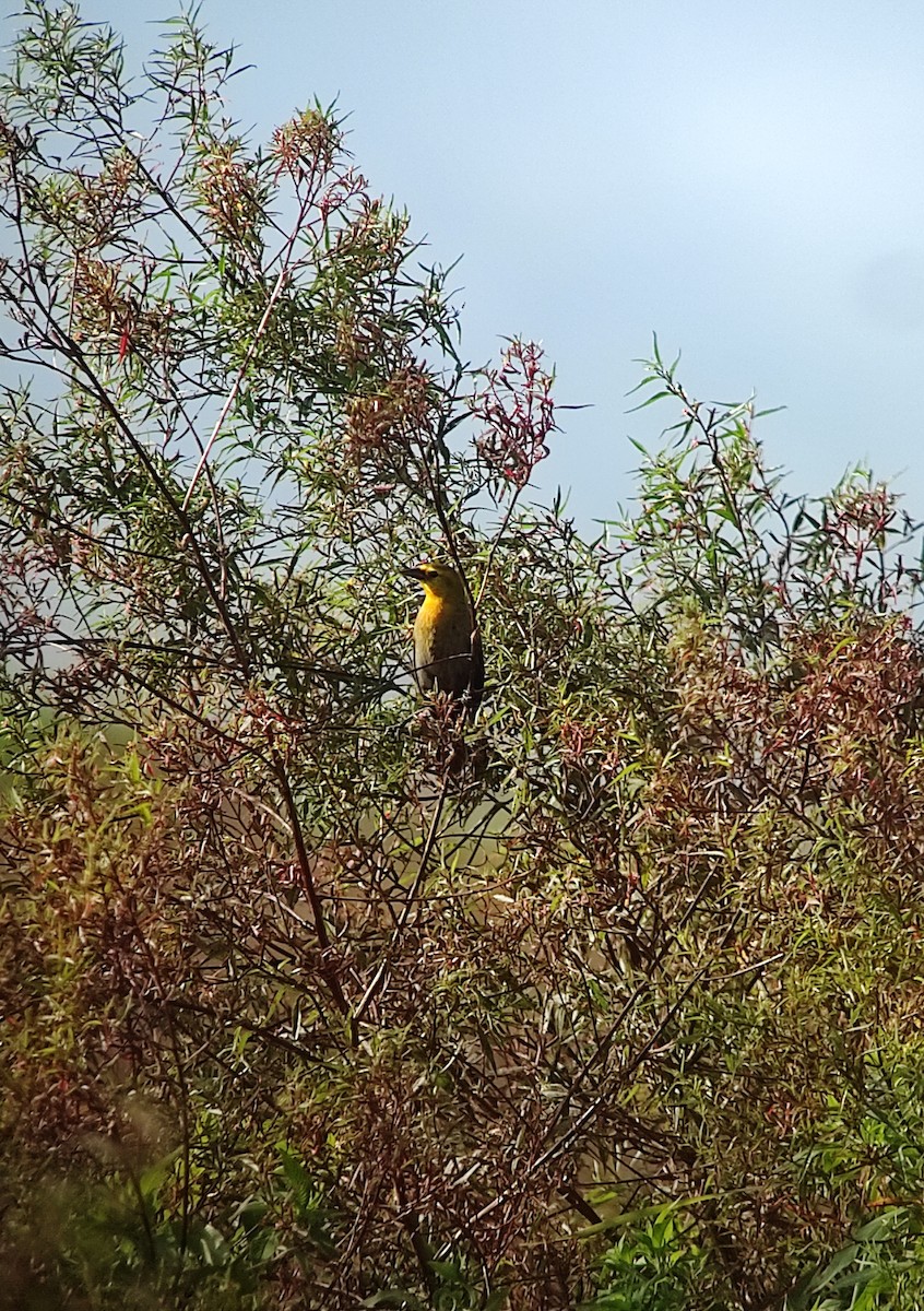 Yellow-hooded Blackbird - ML528798161