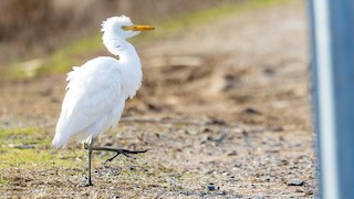Western Cattle-Egret