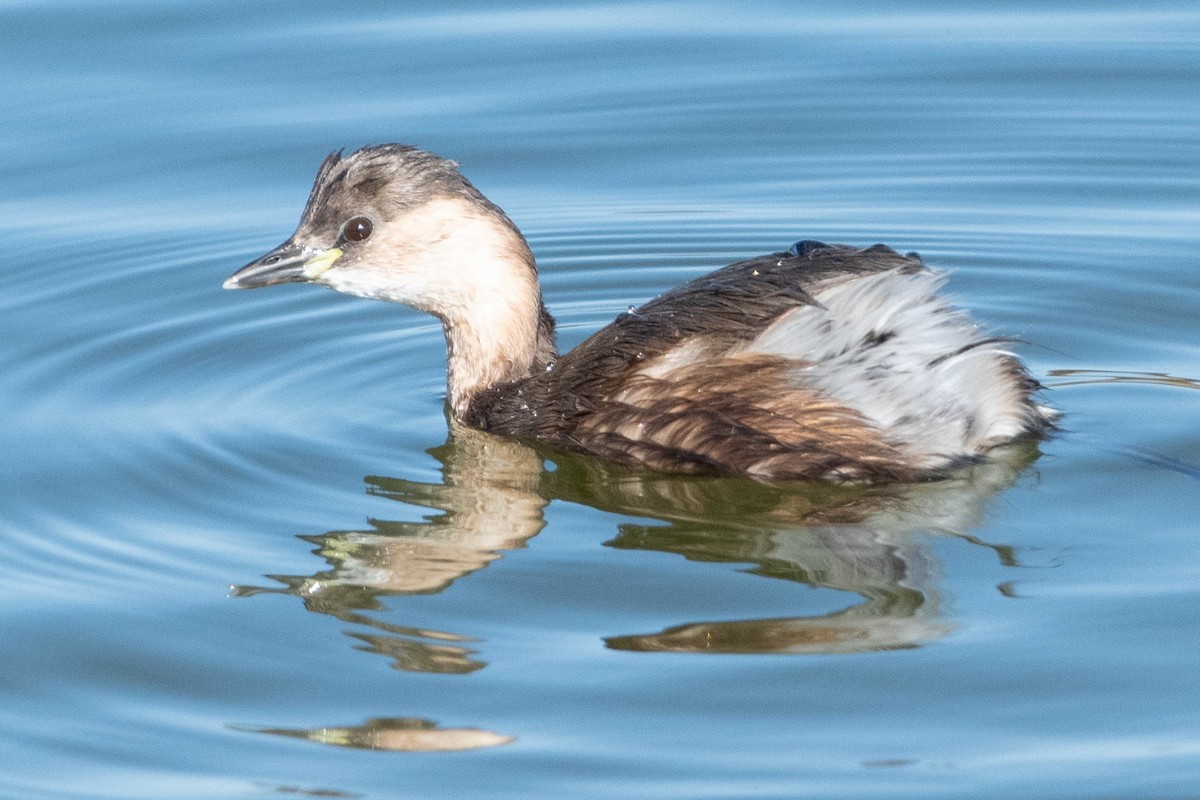 Little Grebe - Peter North