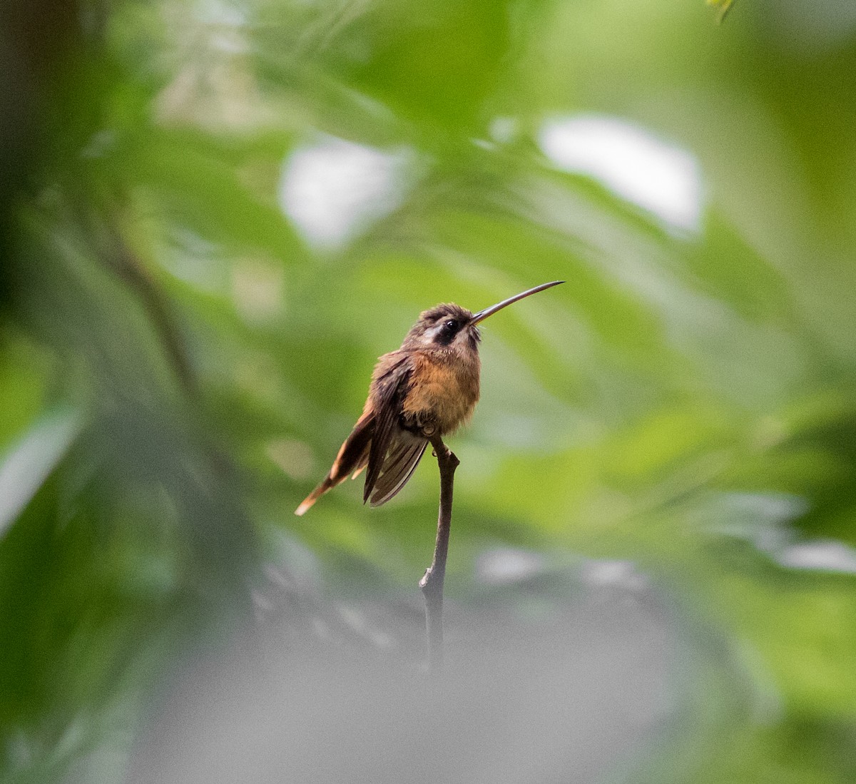 Речной колибри-отшельник - ML528807301