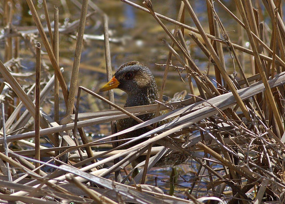 Spotted Crake - ML528809631