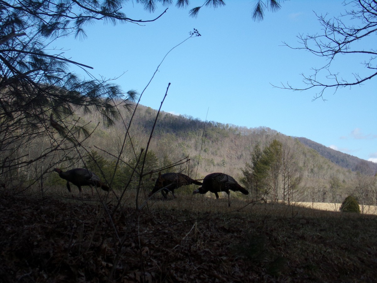 eBird Checklist 27 Jan 2023 Great Smoky Mountains NPCades Cove