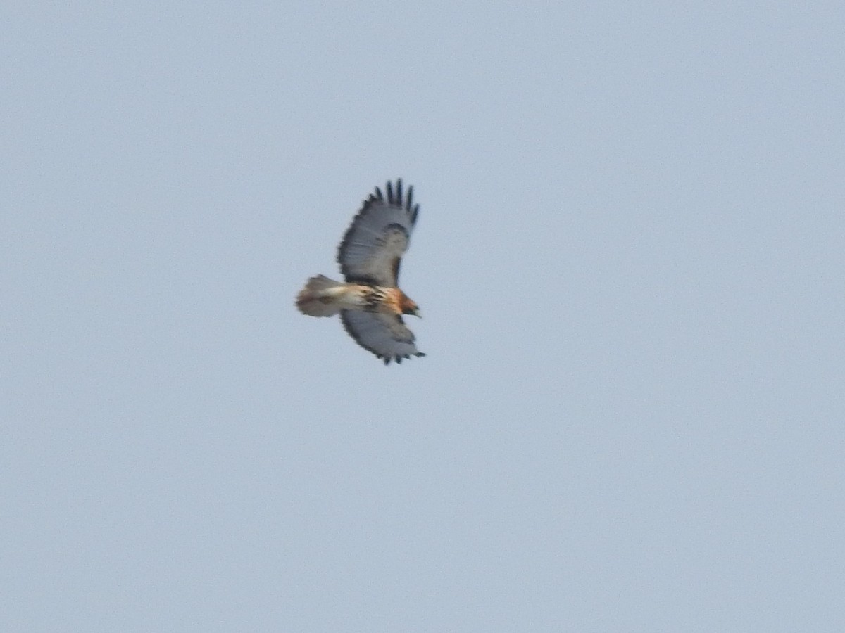 Red-tailed Hawk (abieticola) - ML528811331