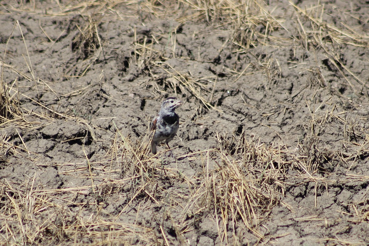 Thick-billed Longspur - ML528818951