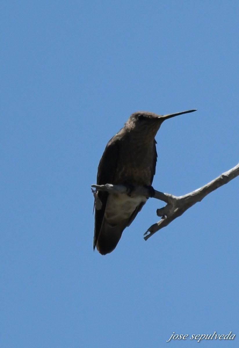 Giant Hummingbird - José Sepúlveda