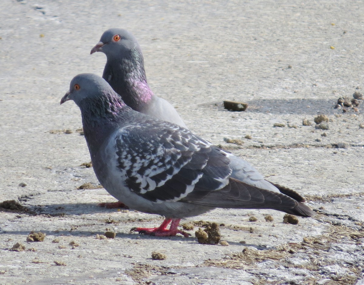 Rock Pigeon (Feral Pigeon) - James Hirtle