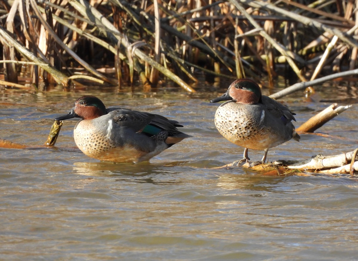 Green-winged Teal - ML528833791