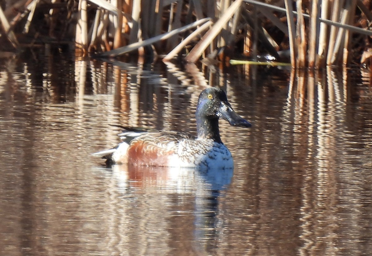 Northern Shoveler - ML528836301