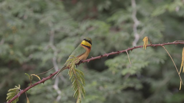 Little Bee-eater - ML528838461