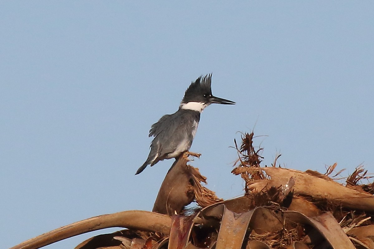 Belted Kingfisher - ML528840891